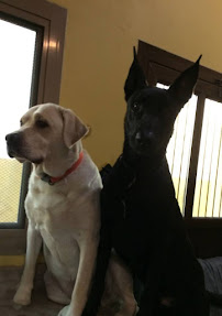 Pensacola Pet Resort - Photo 8 - Car repair in Pensacola, FL, Pensacola