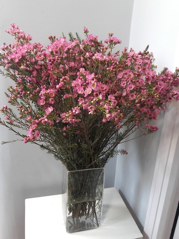 Imagen de Flores Sabin. Primera floristeria de Barakaldo. Desde 1972. Síguenos en floressabin.com (10 de 29)