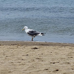 Photo n°4 de l'avis de Cristina.e fait le 12/07/2021 à 12:43 sur le  Bagno Serena à Orbetello