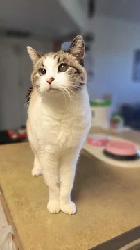 Fuzzy Friends Petsitting - Car repair in Rio Rancho, NM, Rio Rancho - Rated 5.0/5