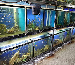 Aquarium Curuá photo