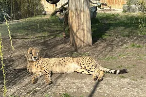 Toni's Zoo Holzhüsern image