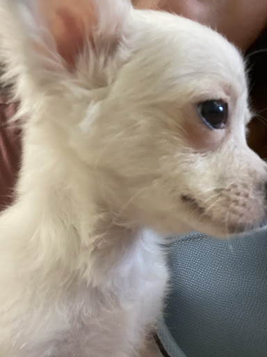 Pet Supply Store «Lil Rascals», reviews and photos, 10035 Gulf Center Dr #105, Fort Myers, FL 33913, USA