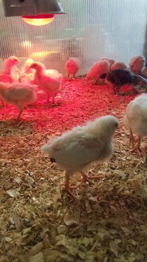 Produce Market «Didier Farms», reviews and photos, 16678 Aptakisic Rd, Lincolnshire, IL 60069, USA