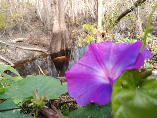 National Forest «Apalachicola National Forest», reviews and photos, Stateroad 13, Sopchoppy, FL 32358, USA