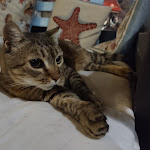 Photo n°2 de l'avis de Roberto.a fait le 17/08/2021 à 11:15 sur le  Il Bar Sotto Il Mare à Rio Marina