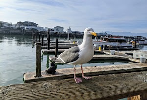 Fishermans Wharf - photo 14