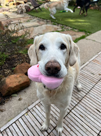 PawsandClawsReadings - Photo 3 - Car repair in , Round Rock