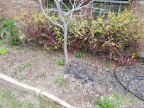 Domínguez Gardening - Photo 6 - Car repair in Salado, TX, Temple