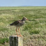 Photo n°27 de l'avis de Ursula.c fait le 25/06/2022 à 21:19 sur le  Hallig Krog à Reußenköge
