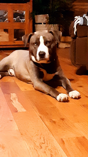 Thrift Store «West Plains Regional Animal Shelter», reviews and photos, 1438 State Rte BB, West Plains, MO 65775, USA