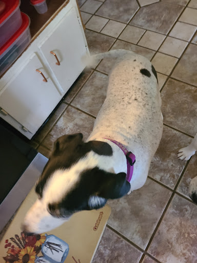 Pet Supply Store «PetSmart», reviews and photos, 1020 Veterans Pkwy #900, Clarksville, IN 47129, USA