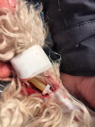 Dr. Hajdú Pál - Állatorvos