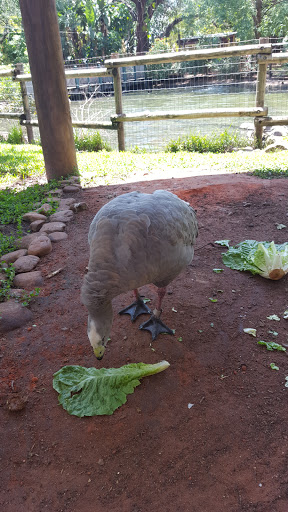 Tourist Attraction «Busch Gardens Main Entrance», reviews and photos, 9449 N 40th St, Tampa, FL 33617, USA