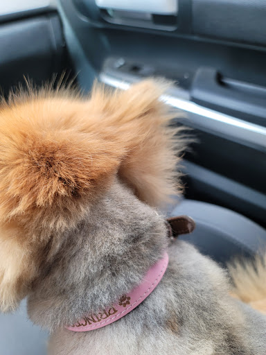 Pet Supply Store «PetSmart», reviews and photos, 14420 Farm to Market 2920, Tomball, TX 77377, USA