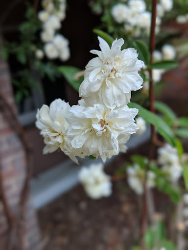 Local History Museum «Bellamy Mansion Museum», reviews and photos, 503 Market St, Wilmington, NC 28401, USA