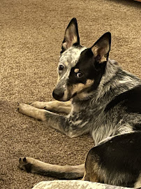 Grandview Animal Hospital - Photo 5 - Car repair in Grandview, MO, Lee's Summit