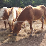 Photo n°2 de l'avis de Alessandra.o fait le 30/06/2019 à 07:57 sur le  La Ca' dell'Alpe à Rialto