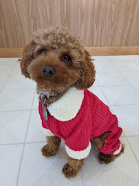 A Fox & Hounds Pet Care - Photo 2 - Car repair in Norwell, MA, Brockton