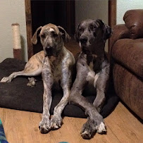 Dr. Emily McLeod - Photo 4 - Car repair in Kansas City, MO, Kansas City