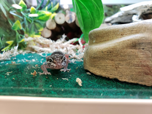 Pet Supply Store «PetSmart», reviews and photos, 2920 Little Rd, Trinity, FL 34655, USA