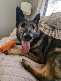 Sleepy Hollow Pet Ranch - Photo 6 - Car repair in Indianapolis, IN, Indianapolis