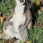 Photo n°6 de l'avis de Corinna.c fait le 28/10/2022 à 18:18 sur le  Tier-Erlebnispark Bell à Bell