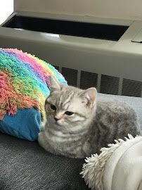 Manhattan Puppies & Kittens - Photo 6 - Car repair in New York, NY, Manhattan