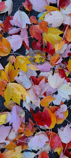 Bakery «Krispy Kreme Doughnuts», reviews and photos, 8517 NE Andresen Rd, Vancouver, WA 98665, USA