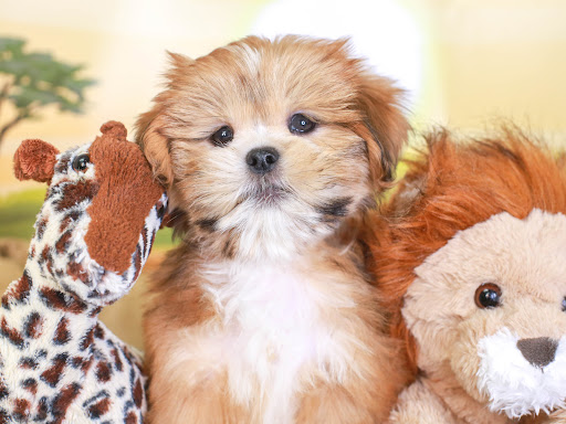 Pet Store «Animal Kingdom», reviews and photos, 4500 N Oracle Rd #254, Tucson, AZ 85705, USA