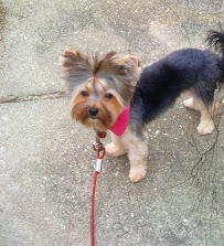 Jeannine's Pet Grooming - Photo 4 - Car repair in Macon, GA, Macon