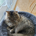 Photo n° 2 de l'avis de Joëlle. fait le 19/11/2021 à 17:07 pour Mésaventure De Chats à Godewaersvelde