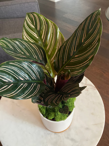 PlanterSam image
