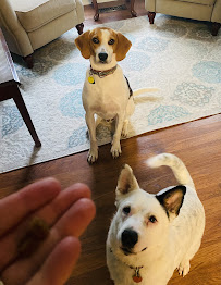 Love For Paws - Photo 2 - Car repair in North Chesterfield, VA, Richmond