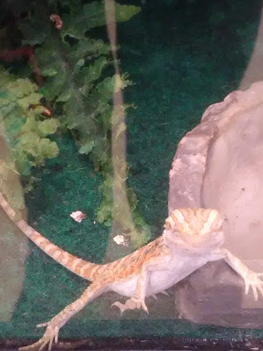 Pet Supply Store «Pet Supplies Plus», reviews and photos, 50633 Gratiot Ave, Chesterfield, MI 48051, USA