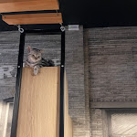 Photo n°2 de l'avis de Francesco.a fait le 05/06/2022 à 17:32 sur le  Dr. Cat - Pet Lounge Bistrot à Brescia