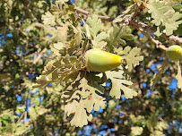 Emerald Hills Ranch - Photo 3 - Car repair in Winters, CA, Fairfield