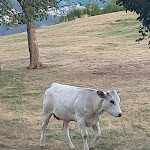 Photo n°5 de l'avis de Francesco.a fait le 21/08/2022 à 22:08 sur le  La Baita dal Vikingo à Sorico