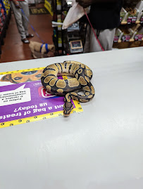 Pet Wize - Photo 6 - Car repair in Tampa, FL, Tampa