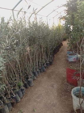 مشتلة زراية