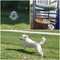 Sitters For Critters - Photo 7 - Car repair in Woodruff, SC, Greenville