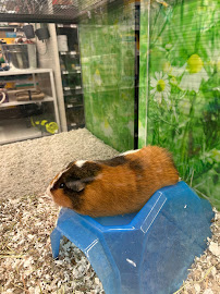 Petco - Photo 8 - Car repair in Chico, CA, Chico