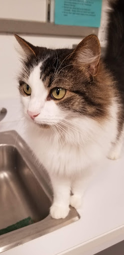 Pet Supply Store «PetSmart», reviews and photos, 2 Bourne Bridge Approach #2, Bourne, MA 02532, USA