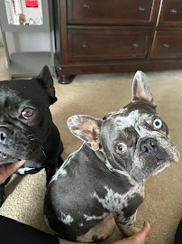 YAY Doggy Daycare and Training - Photo 8 - Car repair in Fontana, CA, Riverside