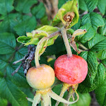 Photo n°1 de l'avis de apichart.a fait le 08/08/2020 à 18:35 sur le  AKZENT Hotel Goldener Ochsen à Wolpertshausen