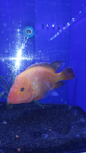 Tropical Fish Store «Freshwater Direct», reviews and photos, 3213 13th St, St Cloud, FL 34769, USA