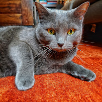 Pee Poop Purr - Photo 8 - Car repair in , Boston