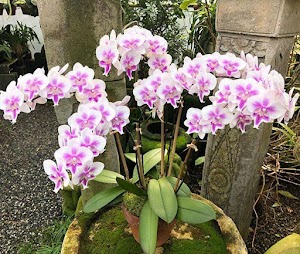Orchids By Karen Gallery Inc - photo 8