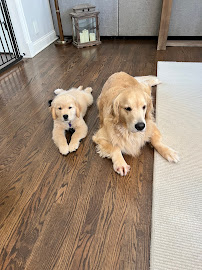 Dogs 4 Life Training and Wellness - Photo 2 - Car repair in North Aurora, IL, Elgin