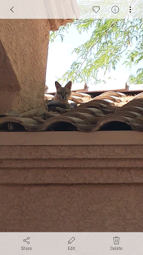 Fox Wildlife - Photo 9 - Car repair in Surprise, AZ, Surprise